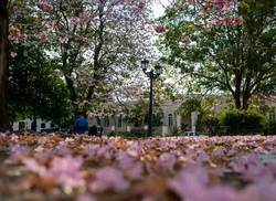 vida-y-muerte-de-las-flores-en-un-parque-de-santa-clara