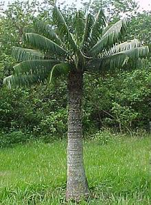 microcycas-calocoma-una-planta-monumento-nacional-de-cuba