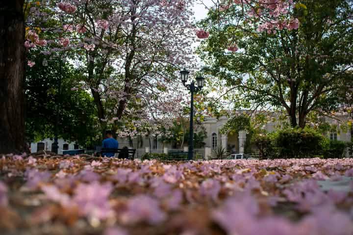 vida-y-muerte-de-las-flores-en-un-parque-de-santa-clara